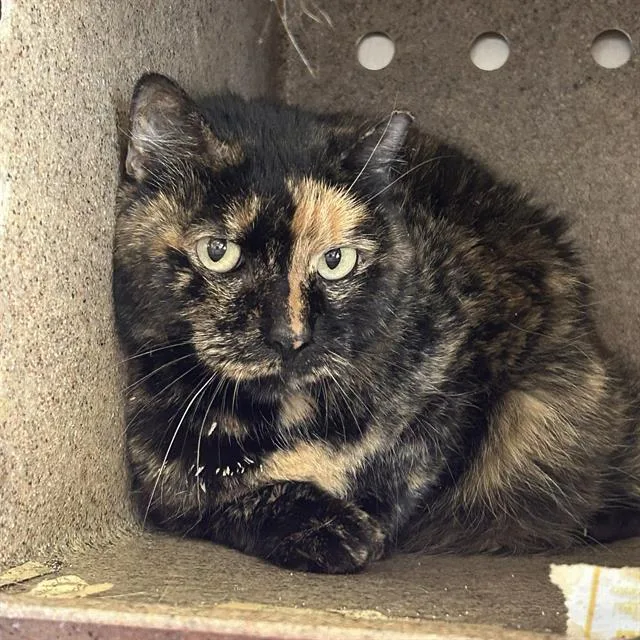 An adult medium-sized female Domestic Medium Hair cat named Tate for adoption in San Antonio, TX