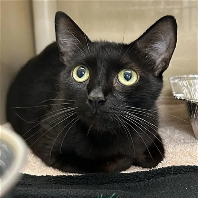 A young small-sized female Domestic Short Hair cat named Kris for adoption in Lincolnton, NC