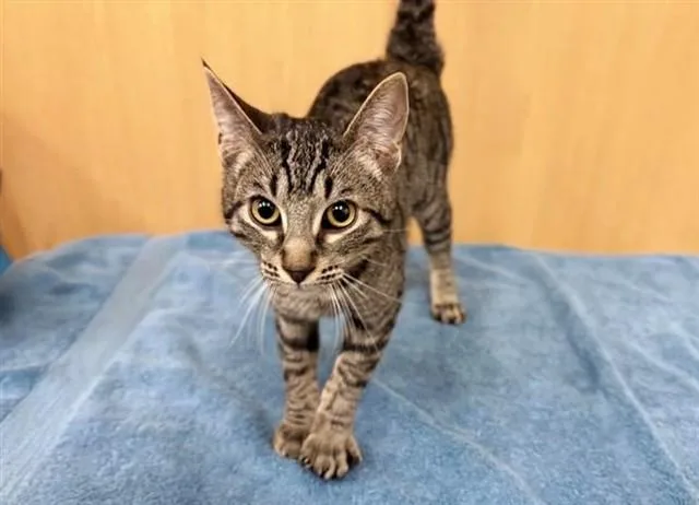 A young medium-sized female Domestic Medium Hair cat named Jo for adoption in Saint Louis, MO