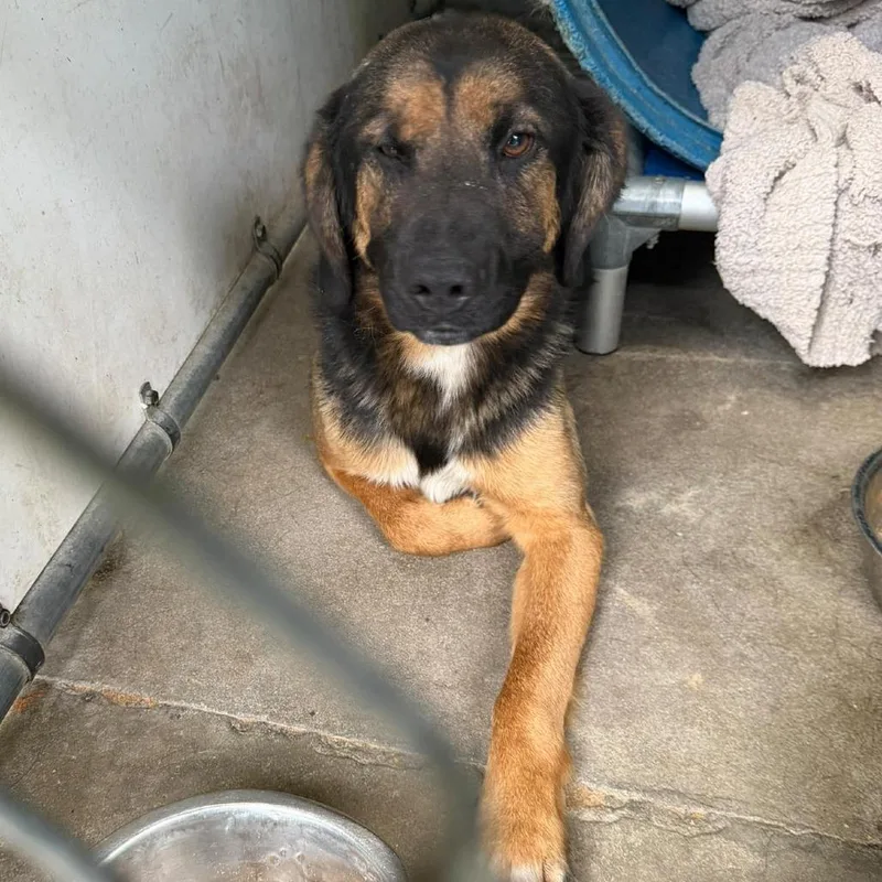 A young medium-sized male Brown / Chocolate Shepherd dog named Ruskin for adoption in Washington, DC