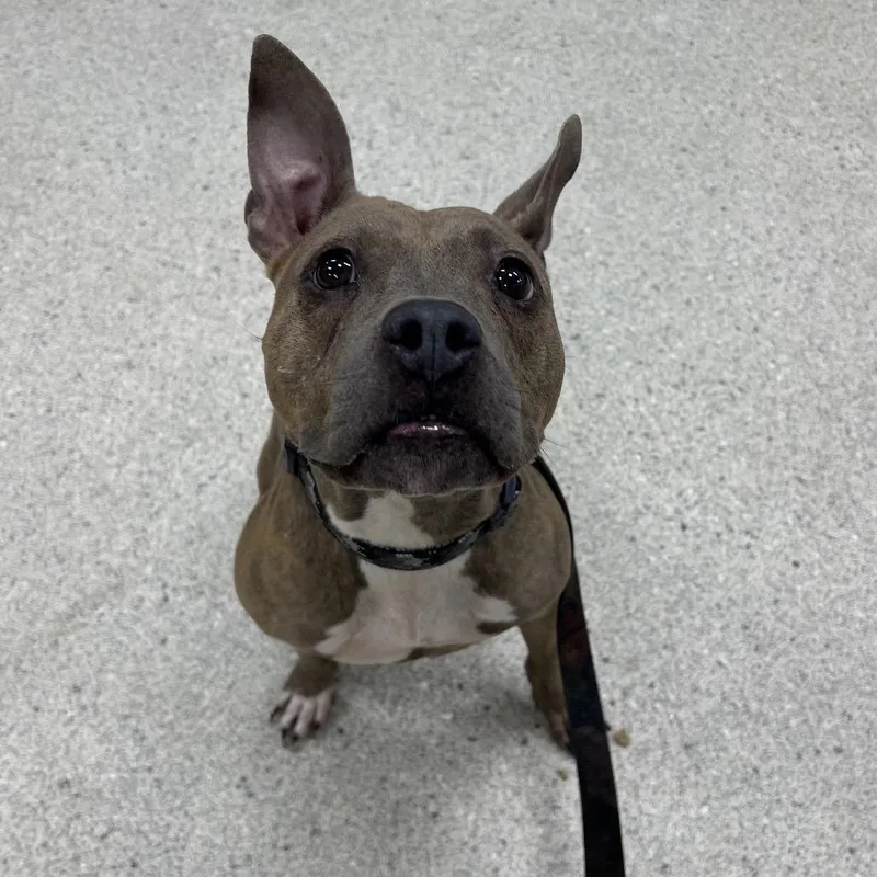 An adult medium-sized female Brindle Mixed Breed dog named Iggy for adoption in Jacksonville, FL