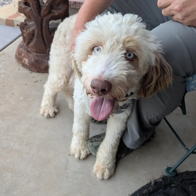 A baby medium-sized male Aussiedoodle dog named Blue for adoption in Chatham, NJ