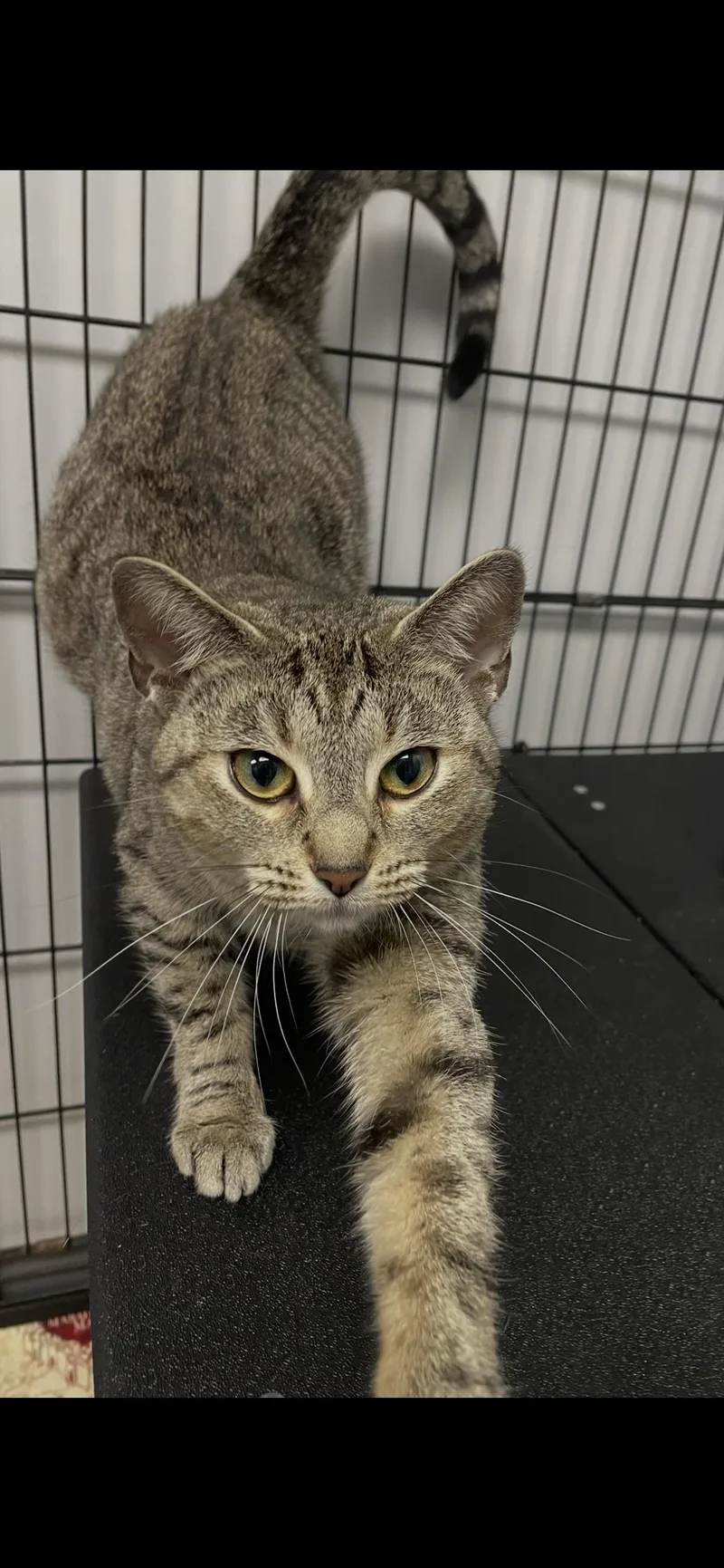 An adult medium-sized female Tabby cat named Mindy for adoption in Georgetown, KY