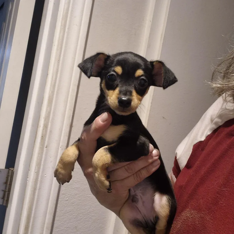 A baby small-sized male Bicolor Chihuahua dog named Mork for adoption in Olympia, WA