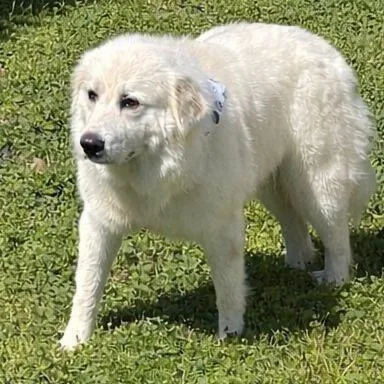 Honey Ll thumbnail 2