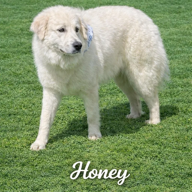 Honey Ll thumbnail 3