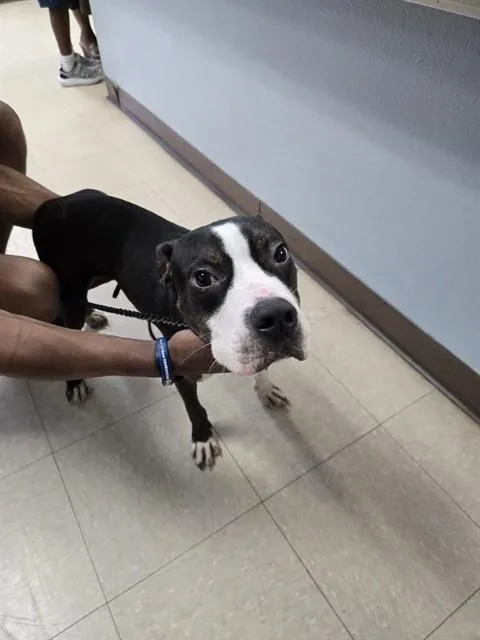 A young medium-sized male Pit Bull Terrier dog named Buster for adoption in Killeen, TX