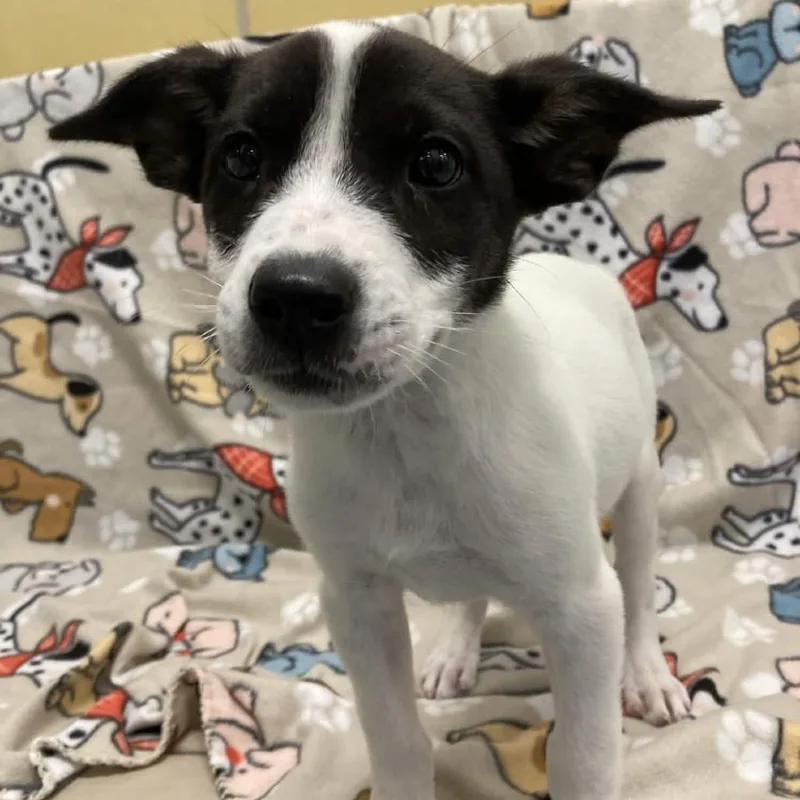 A baby small-sized male White / Cream Collie dog named Mojito for adoption in Beaumont, TX