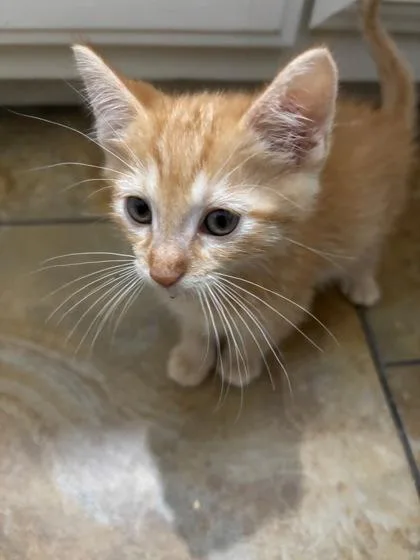 An adult small-sized male Domestic Short Hair cat named Robert for adoption in Saint Anne, IL
