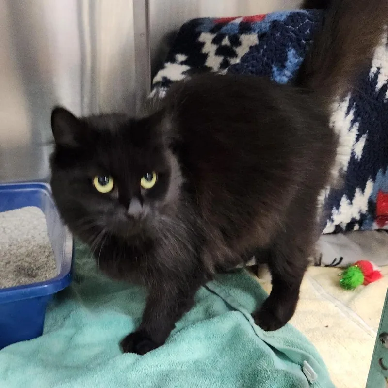 An adult medium-sized female Domestic Medium Hair cat named Marlo for adoption in Grand Rapids, MI