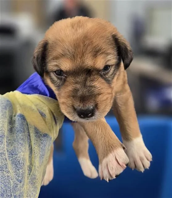 A baby large-sized female Mixed Breed dog named Brioche for adoption in Dallas, TX
