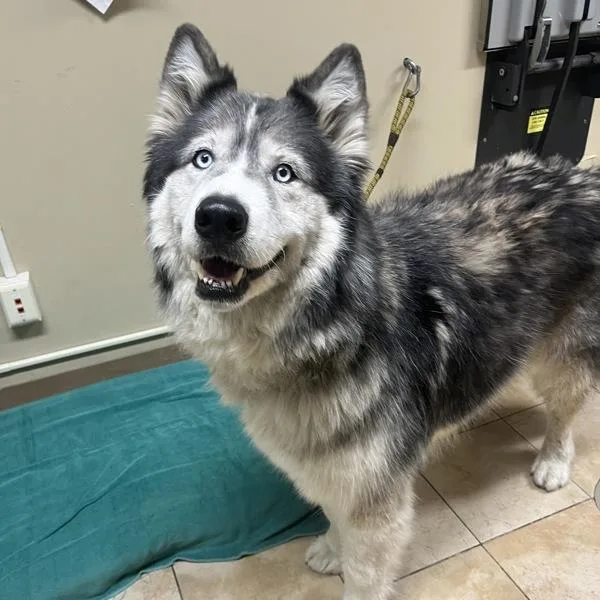 An adult extra large-sized male Alaskan Malamute dog named Genesis for adoption in Troutdale, OR
