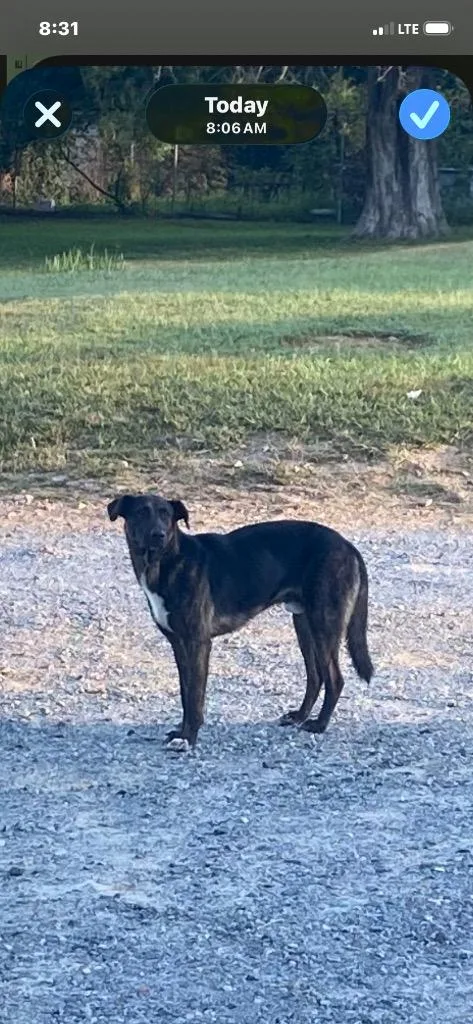 Bubba