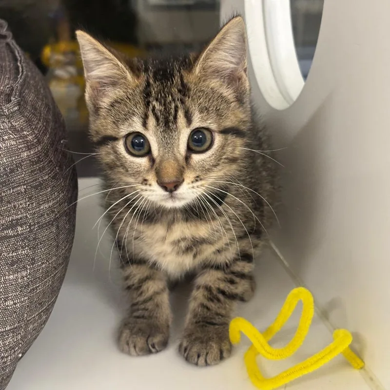 A baby small-sized female Brown / Chocolate Domestic Short Hair cat named Zoey for adoption in League City, TX