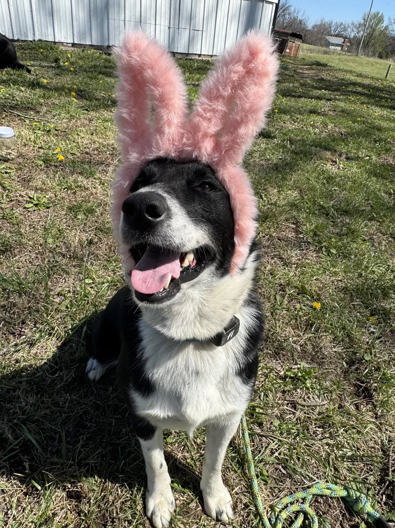 Shamrock thumbnail 2