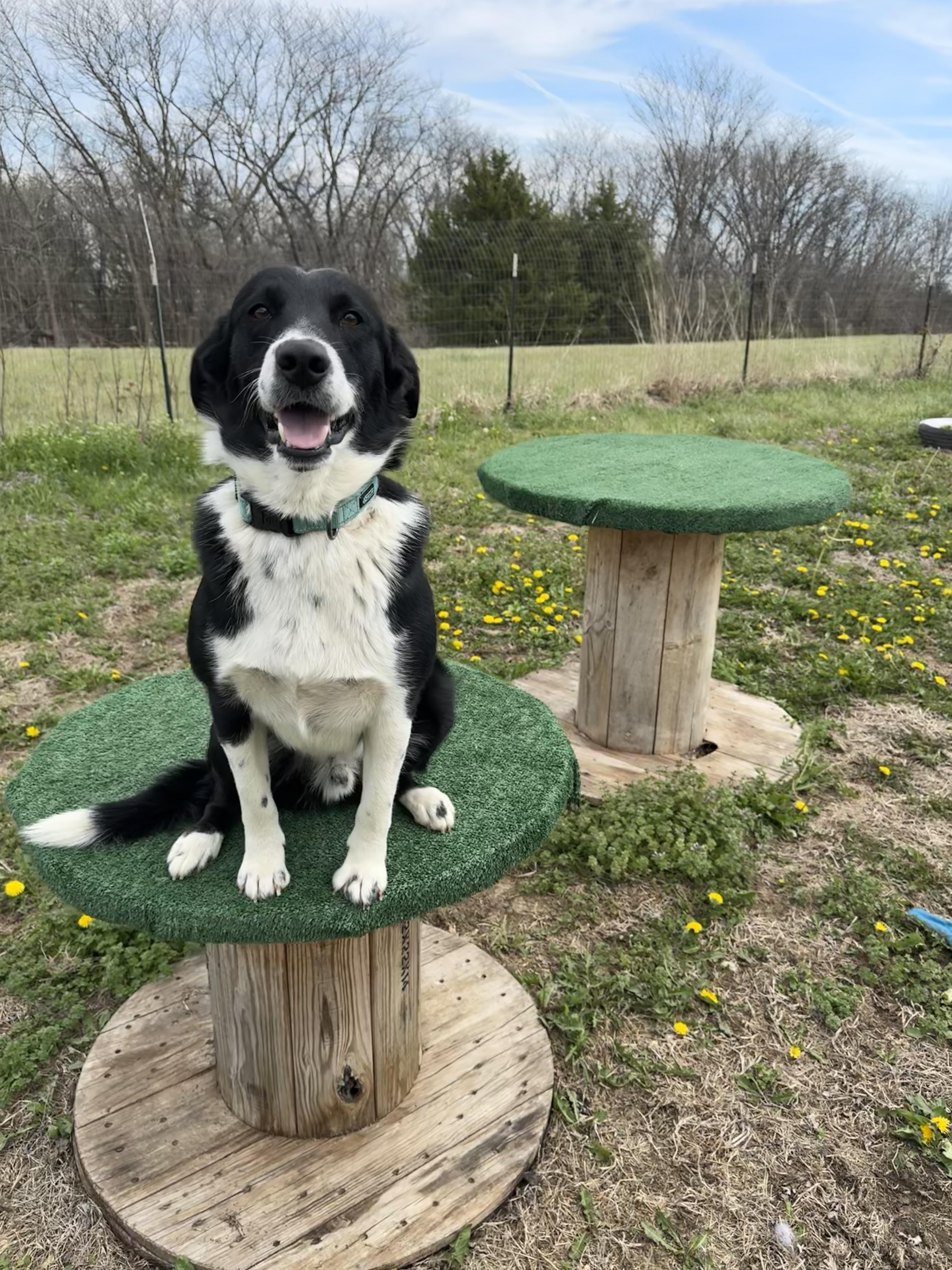 Shamrock thumbnail 3