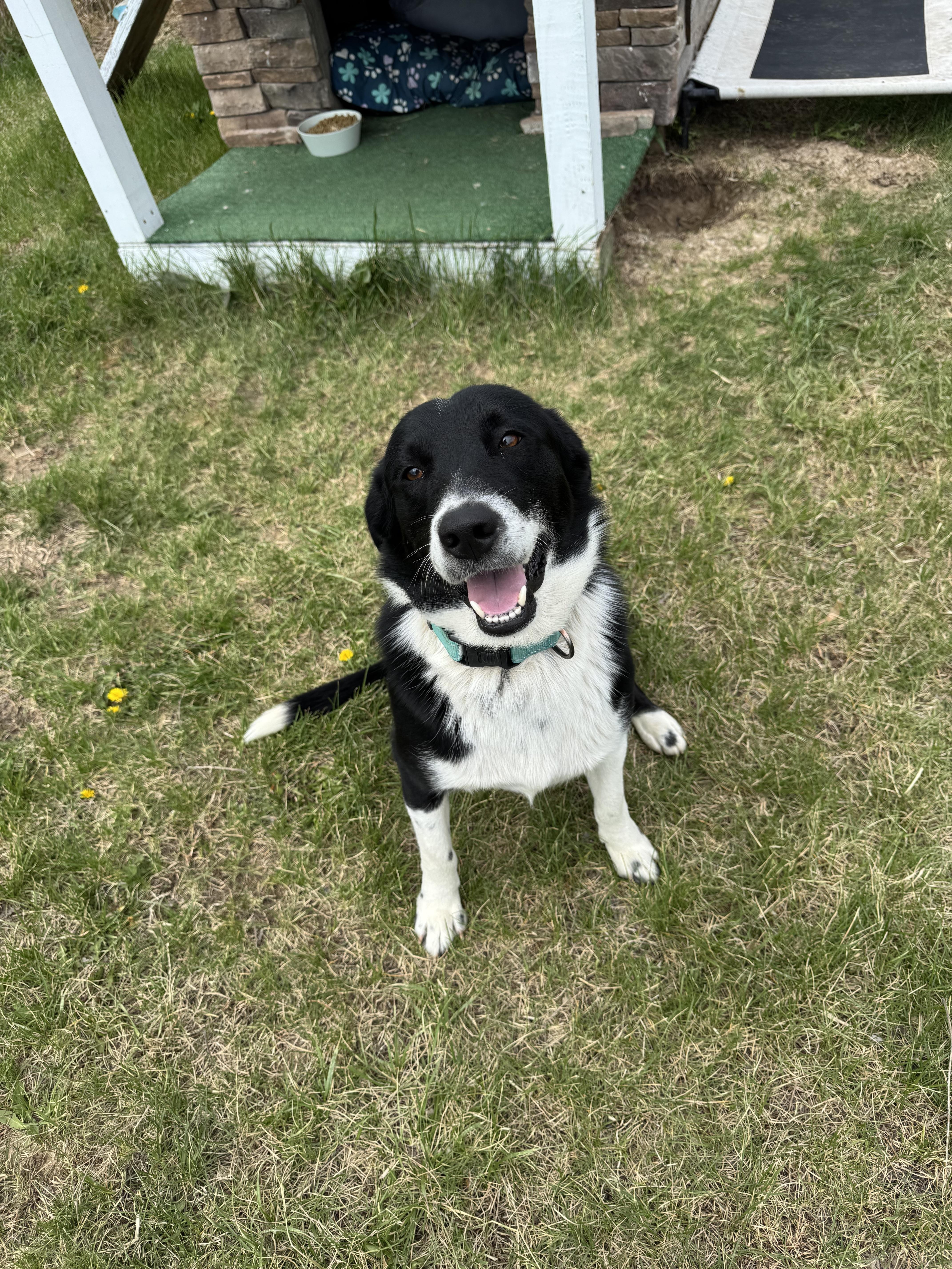 Shamrock thumbnail 4