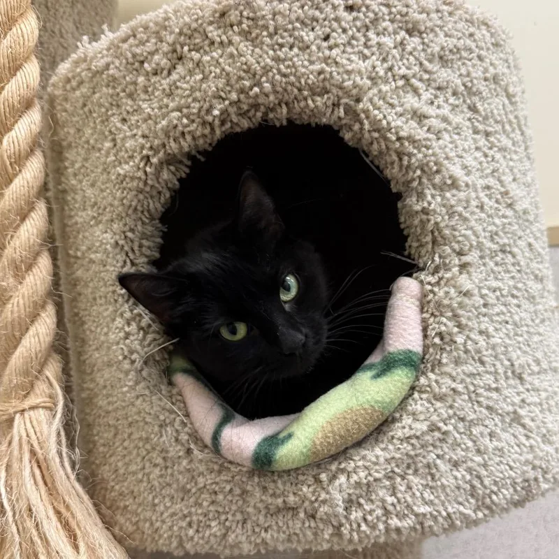 A young medium-sized female Black Domestic Short Hair cat named Kit for adoption in Naperville, IL