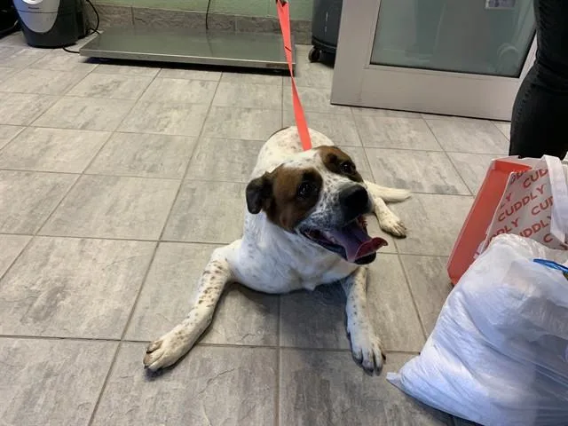 An adult large-sized male Australian Cattle Dog / Blue Heeler dog named Cleetus for adoption in Grand Prairie, TX