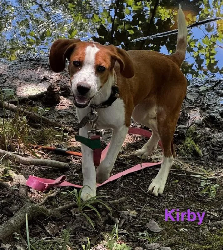 A baby medium-sized female Bicolor Beagle dog named Kirby for adoption in Scottsburg, IN