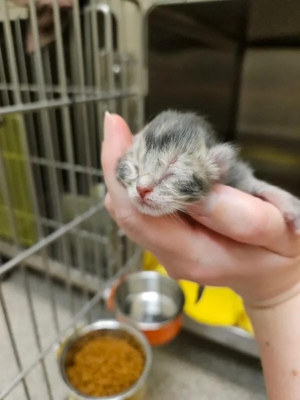A young medium-sized female Tabby (Gray / Blue / Silver) Domestic Short Hair cat named Skittles for adoption in Disputanta, VA