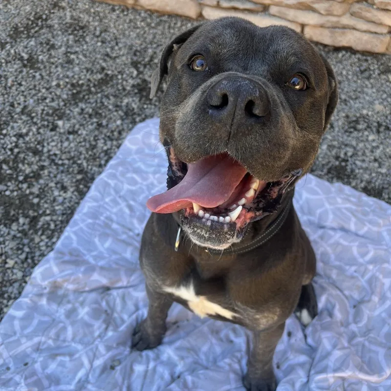 An adult large-sized male Gray / Blue / Silver Mixed Breed dog named Ambassador for adoption in Fairport, NY