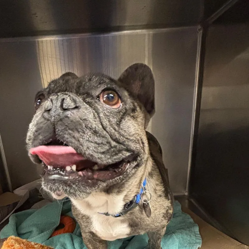 An adult small-sized male Brindle French Bulldog dog named TX Gucci for adoption in Port Washington, NY