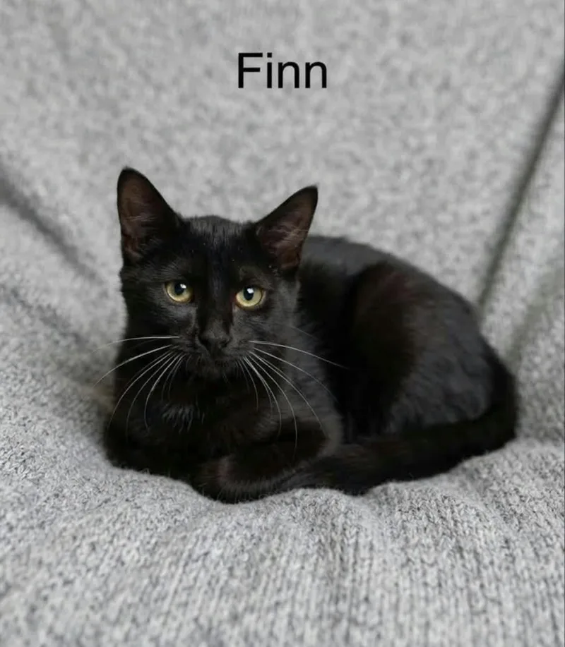 A baby medium-sized male Black Bombay cat named Finn for adoption in Wyandotte, MI