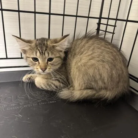 A baby small-sized female Brown / Chocolate Domestic Short Hair cat named Chicken Pot Pie for adoption in Novelty, OH