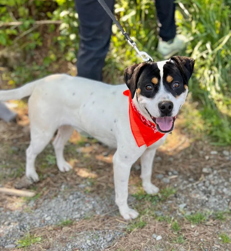A baby large-sized male Mixed Breed dog named Tito for adoption in Ellijay, GA