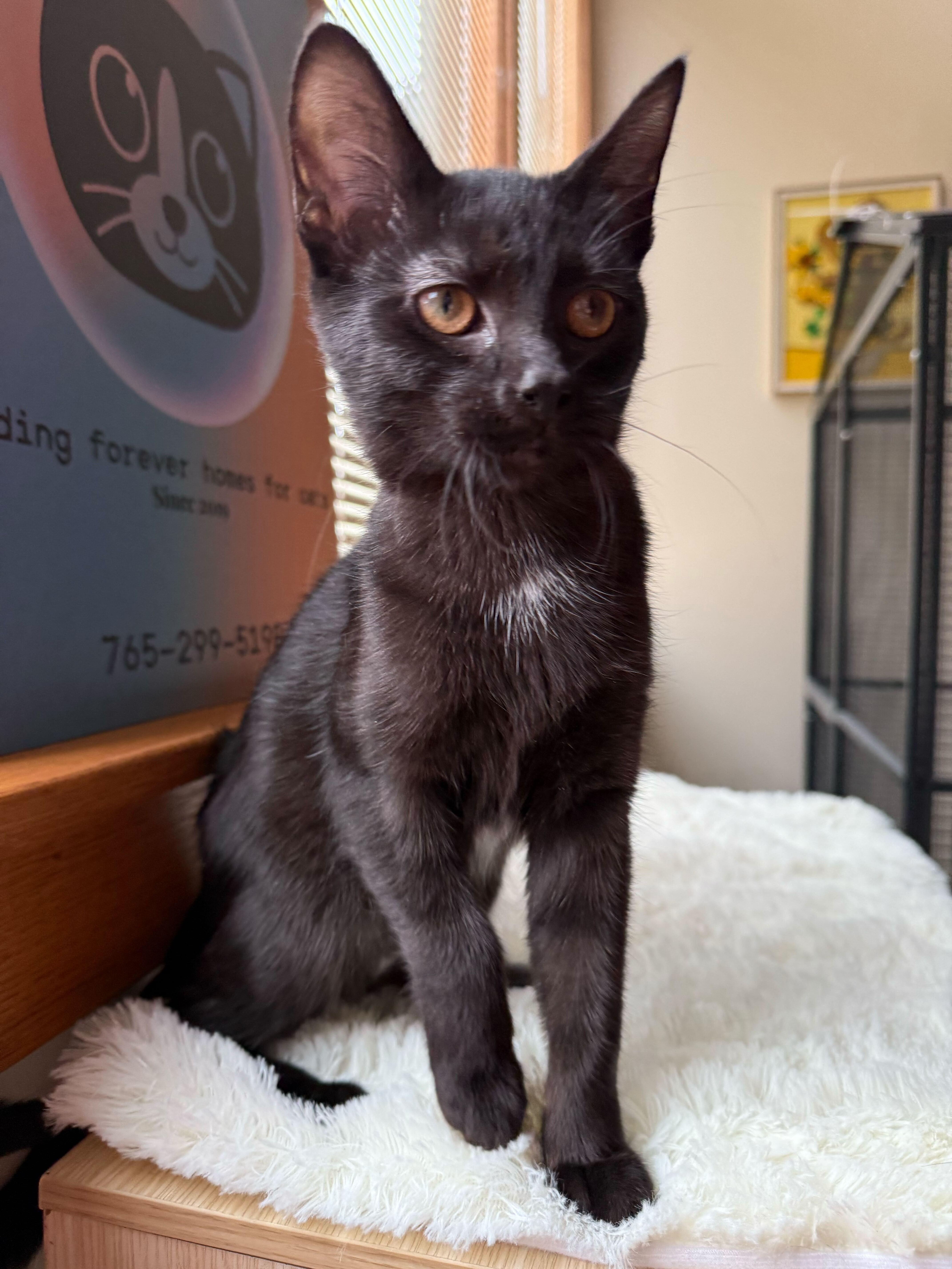 Labrador thumbnail 2