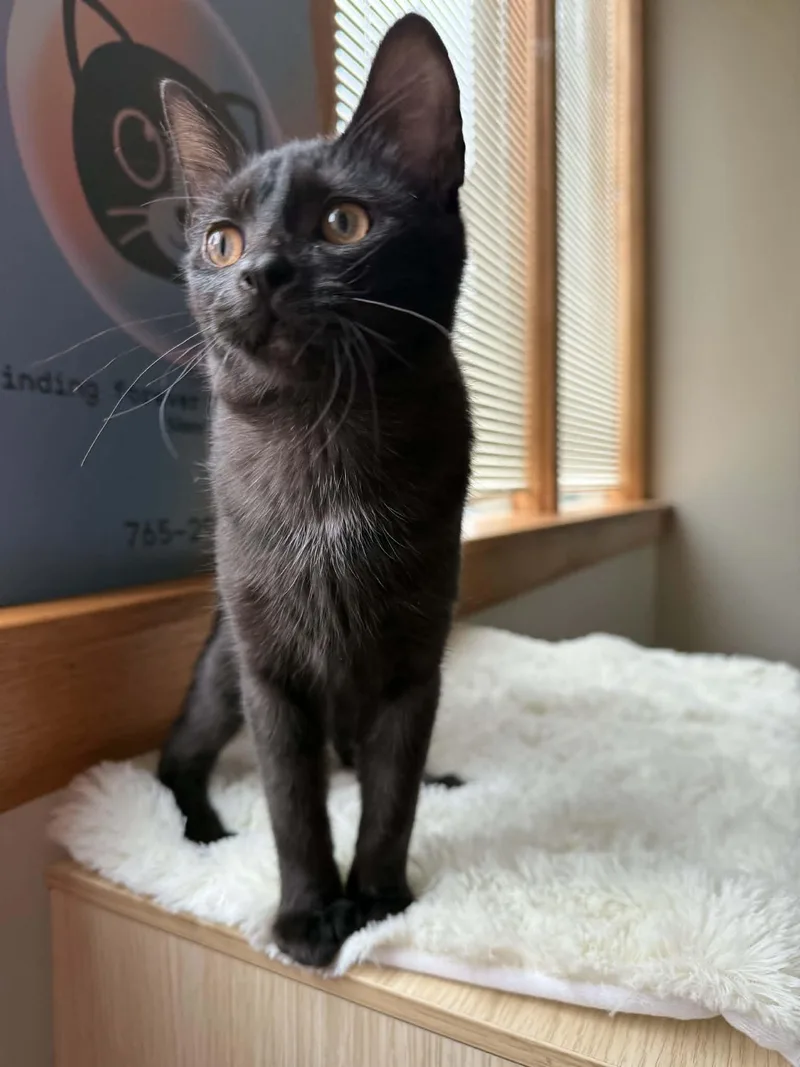 Labrador thumbnail 3