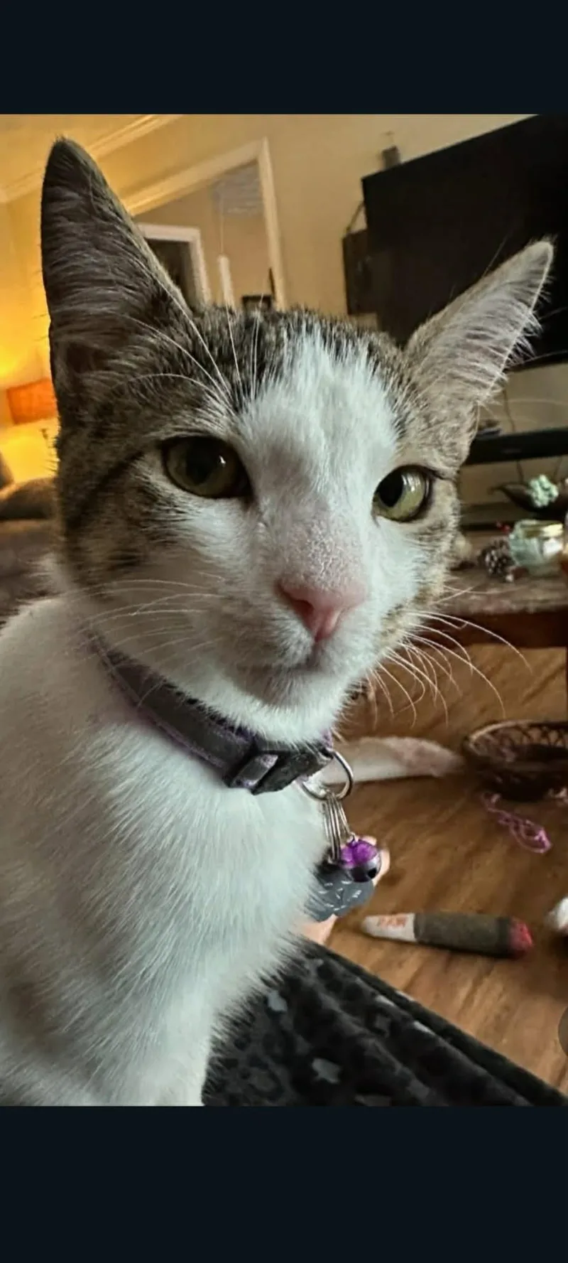 An adult medium-sized male Domestic Short Hair cat named Apollo for adoption in Jacksonville, FL