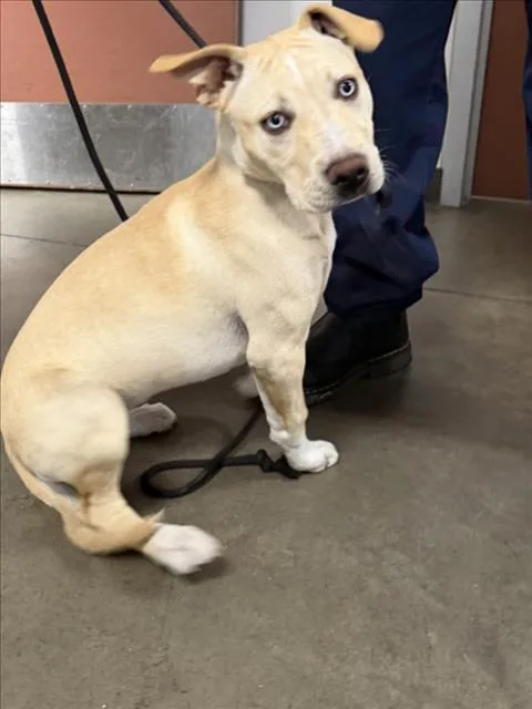 A young small-sized female Labrador Retriever dog named Bella for adoption in Chatsworth, CA