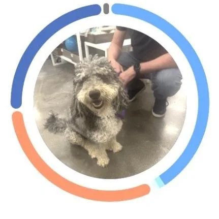 An adult medium-sized male Gray / Blue / Silver Miniature Poodle dog named Max for adoption in Sonoma, CA