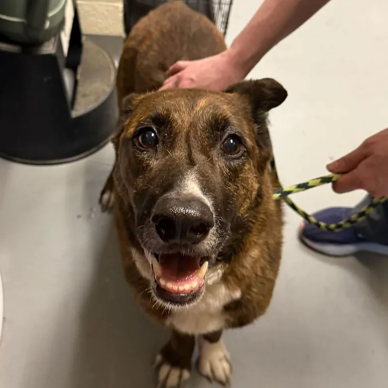An adult medium-sized female Brindle Mixed Breed dog named Juneau for adoption in Asheville, NC