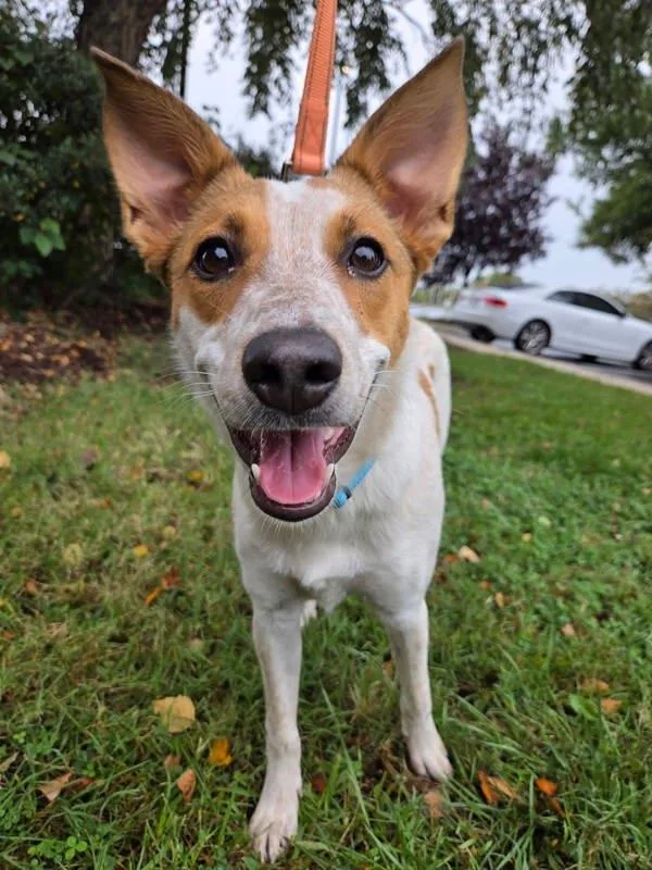 A young medium-sized female Australian Cattle Dog / Blue Heeler dog named Cream Cheese for adoption in Millersville, MD