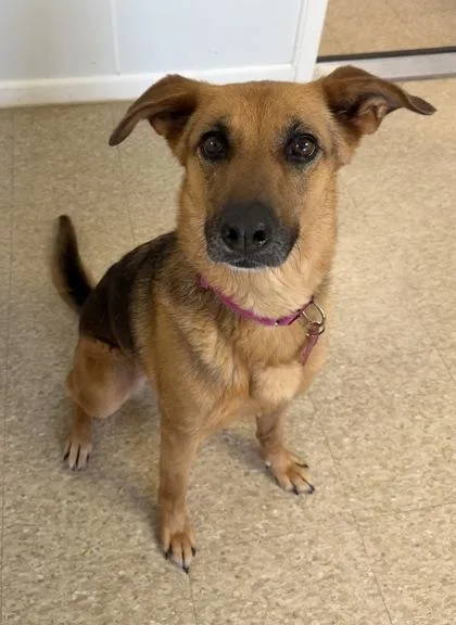 An adult medium-sized female Shepherd dog named Tok for adoption in St. Anne, IL
