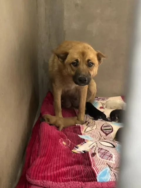 An adult large-sized female German Shepherd Dog dog named Grace for adoption in San Bernardino, CA