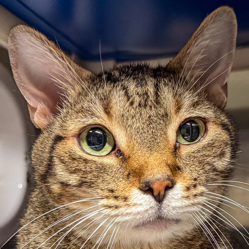 An adult extra large-sized male Brown / Chocolate Domestic Short Hair cat named Rascal Avail By Appt for adoption in Kennebunk, ME
