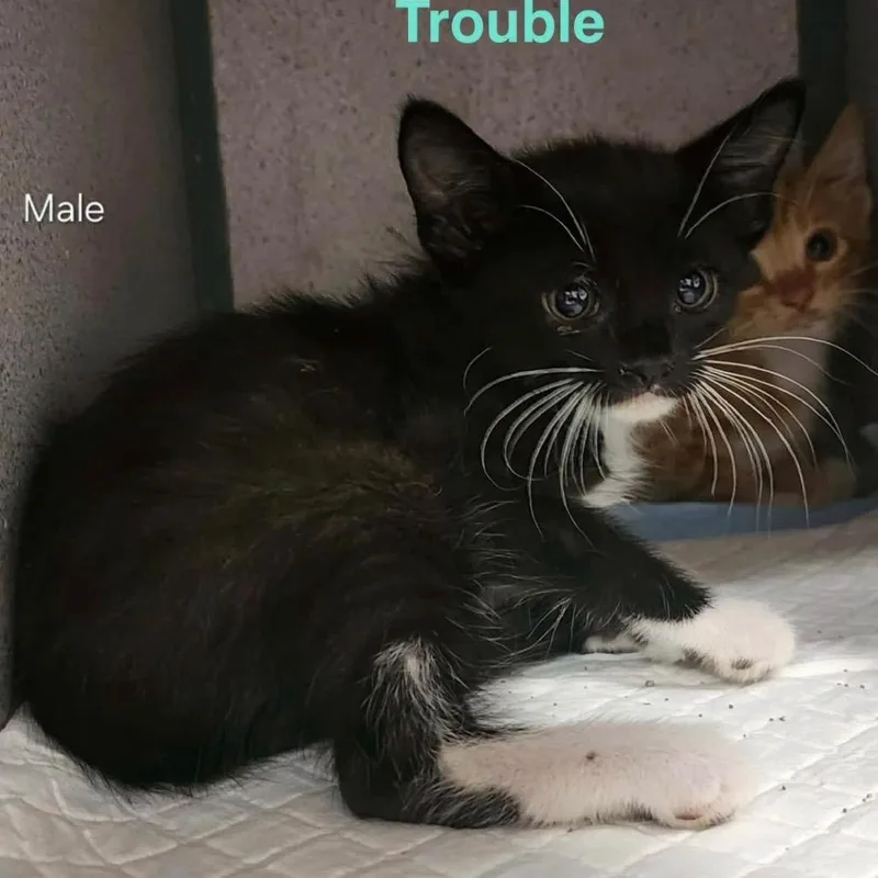 Trouble