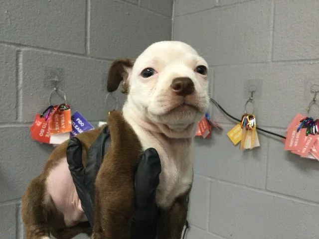 A baby small-sized male Pit Bull Terrier dog named Sebastian for adoption in Thousand Palms, CA