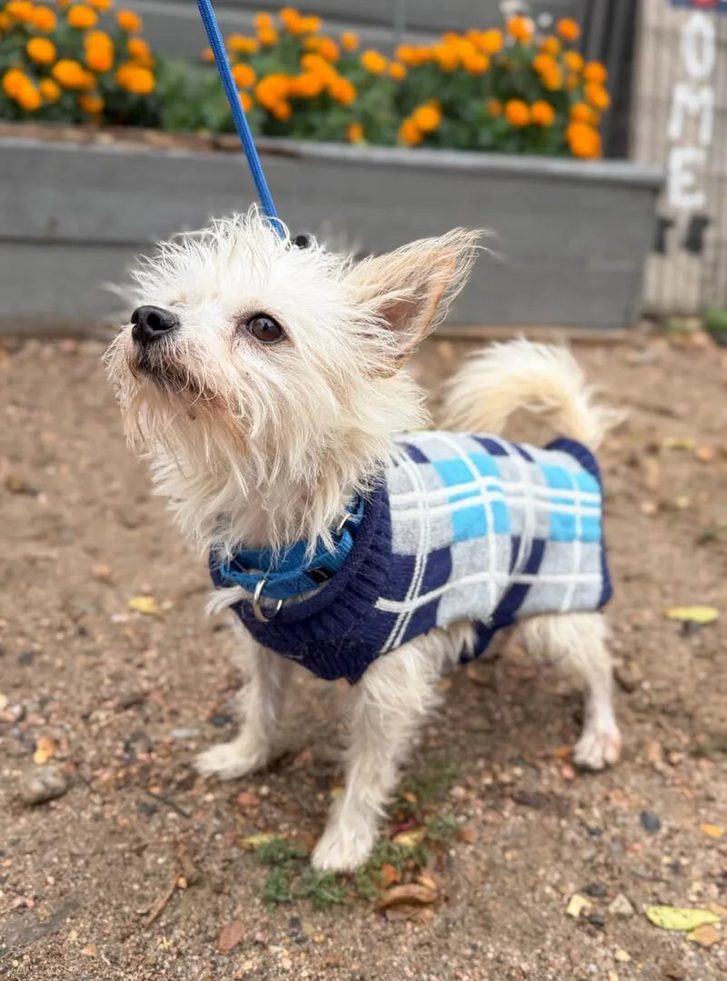 A young small-sized male Poodle dog named Jp for adoption in Windsor, CO