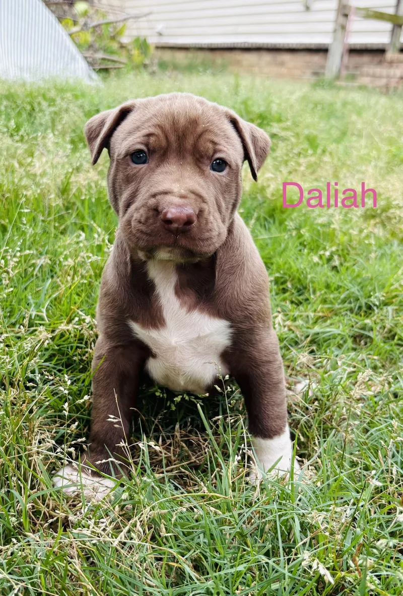 Daliah