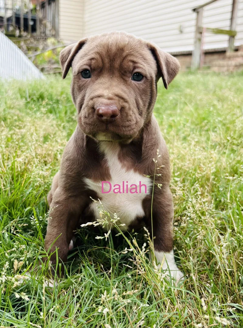 Daliah thumbnail 2