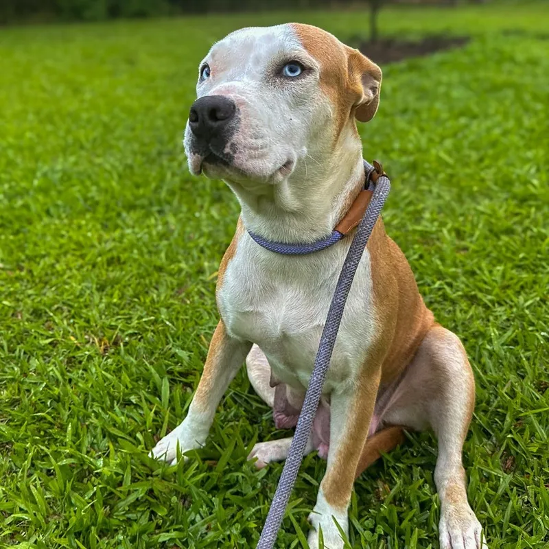 Champagne thumbnail 4