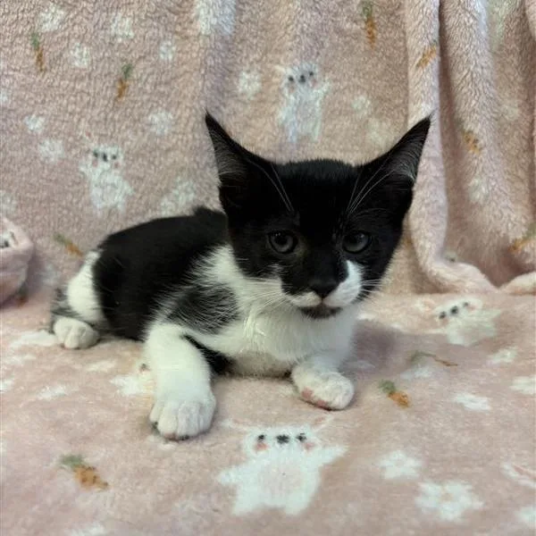 A baby small-sized male Black Domestic Short Hair cat named Domino for adoption in Hawthorne, CA