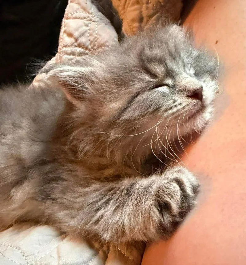 A baby medium-sized male Domestic Long Hair cat named Kingfisher for adoption in Shell Lake, WI