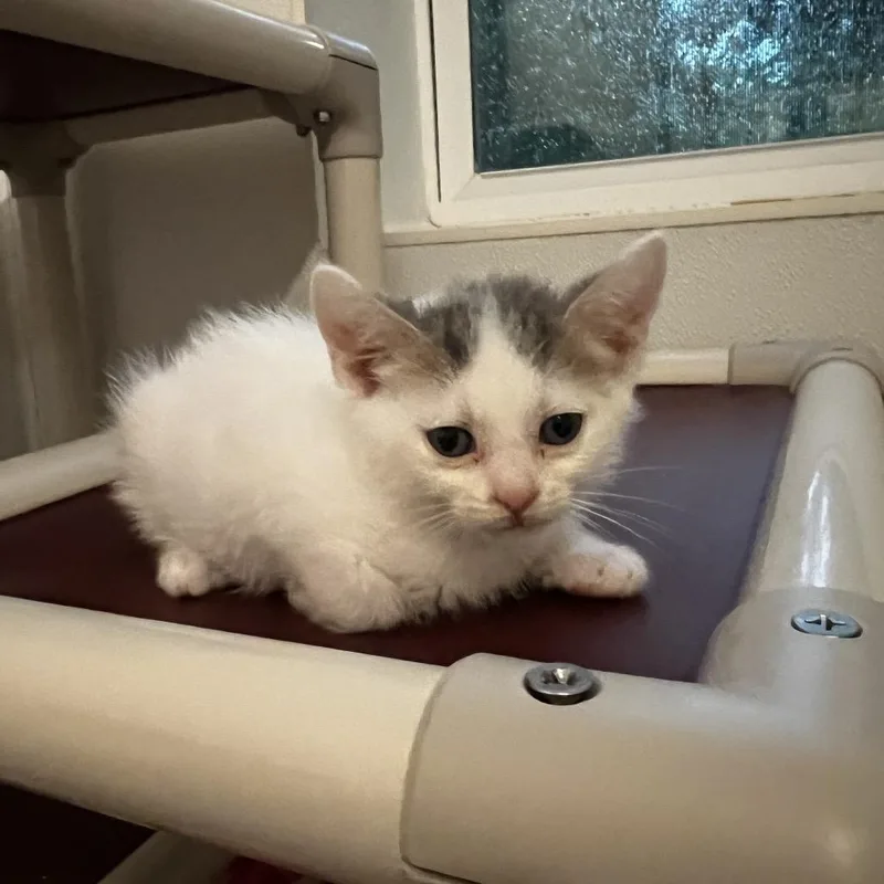 A baby small-sized male White Domestic Short Hair cat named Catrick Swayze for adoption in Brighton, MO