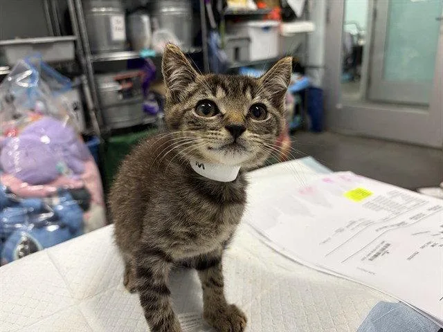 A baby small-sized male Brown / Chocolate Domestic Short Hair cat named Munchie for adoption in Tavares, FL